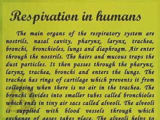 Respiration in humans
    The main organs of the respiratory system are
nostrils, nasal cavity, pharynx, larynx, trachea,
bronchi, bronchioles, lungs and diaphragm. Air enter
through the nostrils. The hairs and mucous traps the
dust particles. It then passes through the pharynx,
larynx, trachea, bronchi and enters the lungs. The
trachea has rings of cartilage which prevents it from
collapsing when there is no air in the trachea. The
bronchi divides into smaller tubes called bronchioles
which ends in tiny air sacs called alveoli. The alveoli
is supplied with blood vessels through which
 