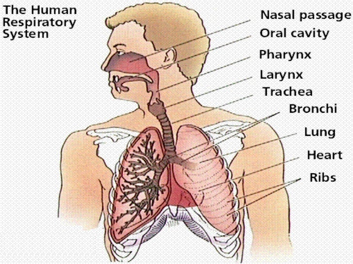 Respiration