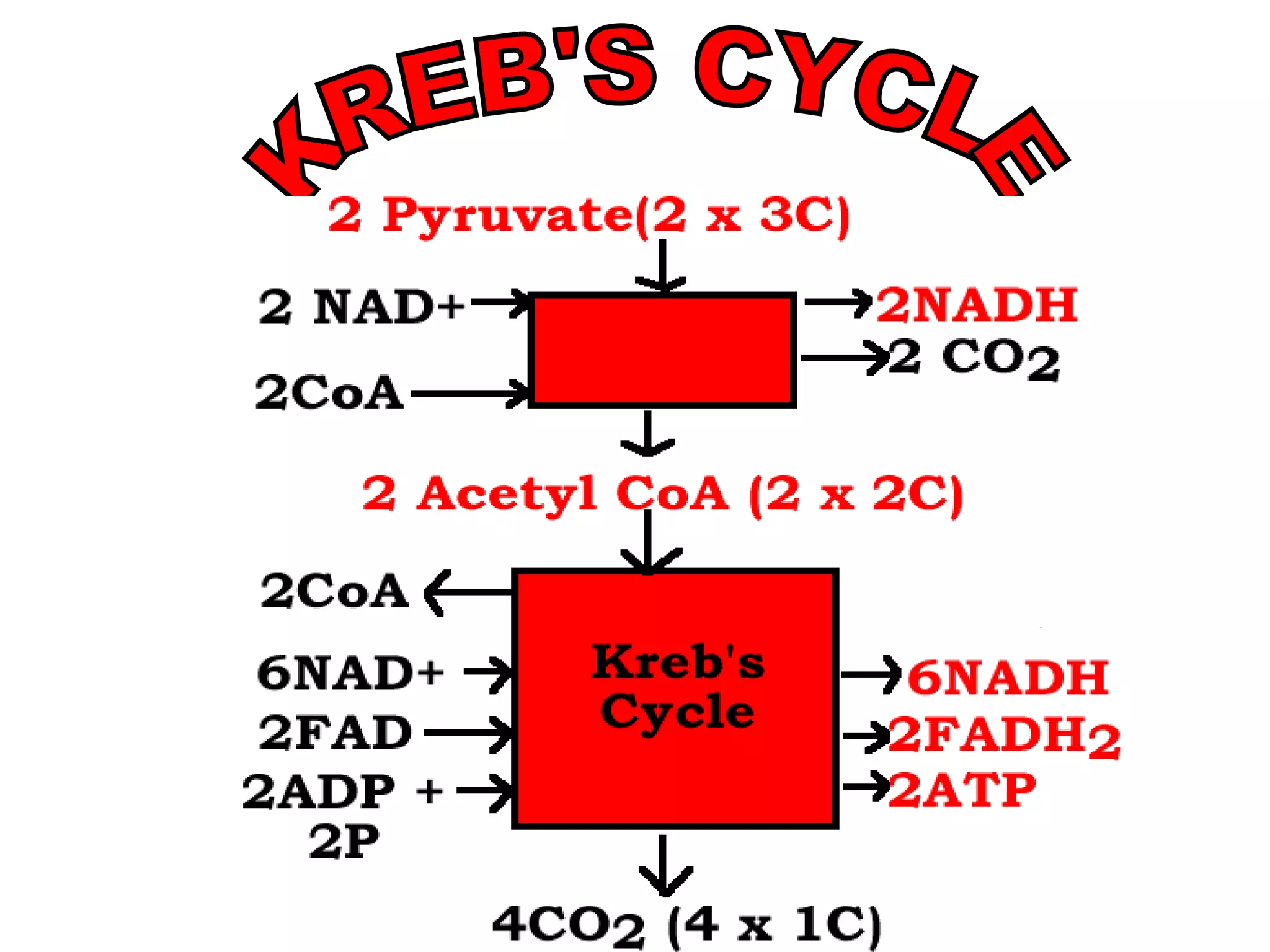 KREB'S CYCLE 