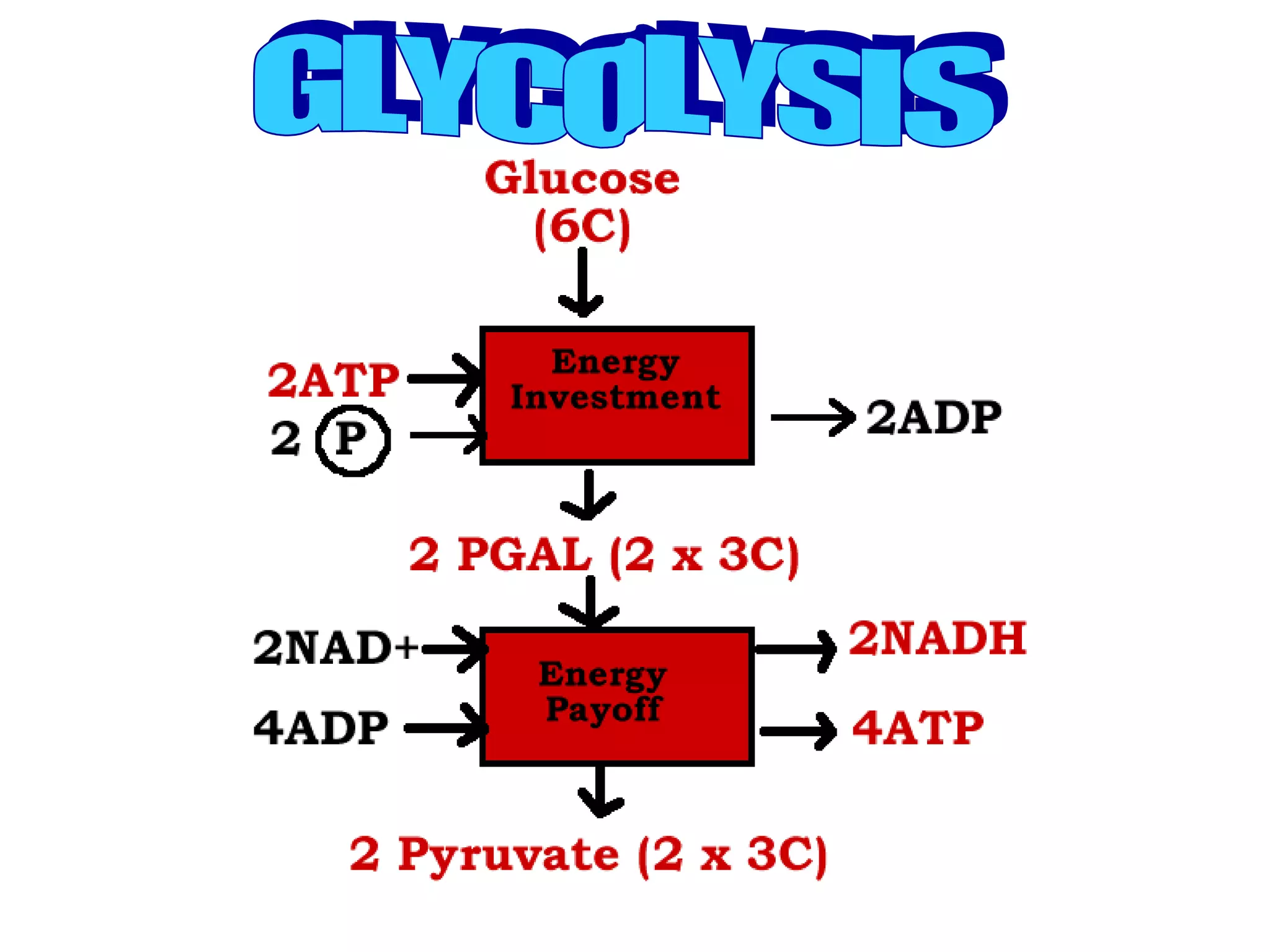 GLYCOLYSIS 