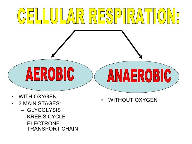 Respiration