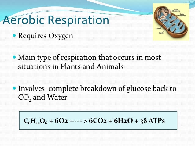 Where does aerobic respiration take place?