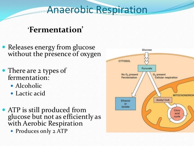 Where does aerobic respiration take place?