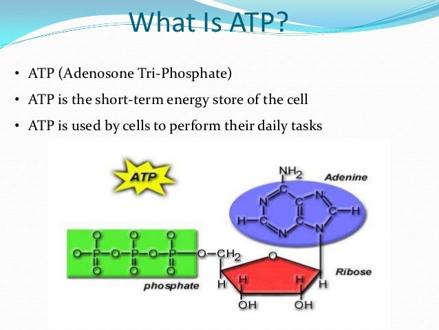 Cellular Respiration