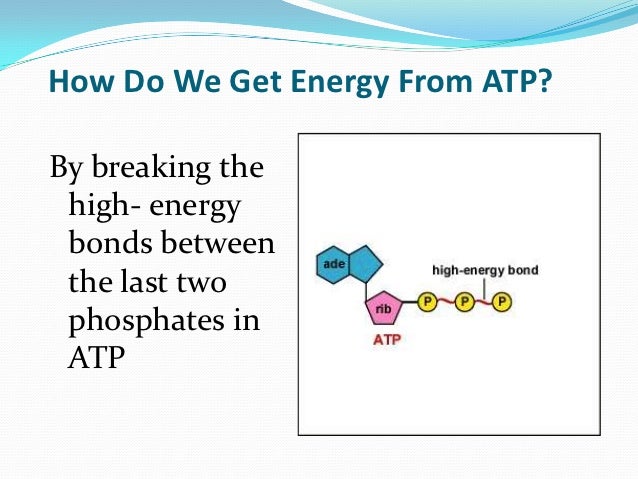 Cellular Respiration