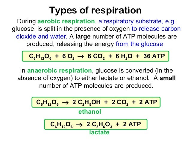 Cell respiration flashcards | quizlet