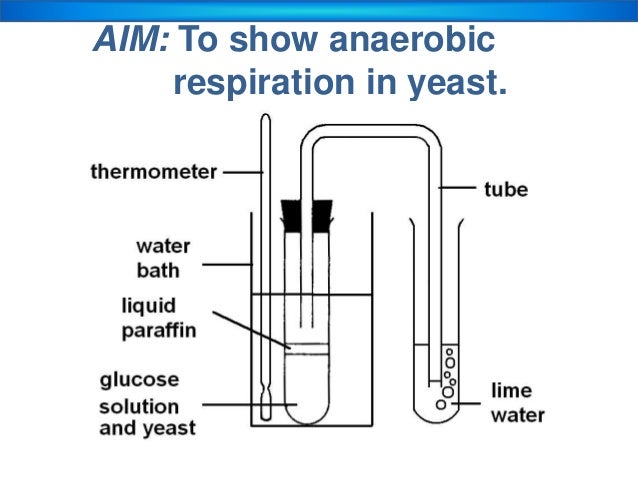 effect glucose concentration anaerobic respiration yeast The aerobic assimilation of glucose by yeast cells frank w fales from november 2, 1959) the study of the effect of oxygen on carbohydrate assimilation has been largely neglected although innumerable studies have been made anaerobic the limiting concentration for glucose. effect glucose concentration anaerobic respiration yeast The aerobic assimilation of glucose by yeast cells frank w fales from november 2, 1959) the study of the effect of oxygen on carbohydrate assimilation has been largely neglected although innumerable studies have been made anaerobic the limiting concentration for glucose.