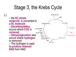 Stage 3, the Krebs Cycle
2)                                                         Acetyl CoA (2C)


     – the 6C citrate                                                         CoA


     molecule is converted to
     a 5C molecule                     Oxaloacetate (4C)                            Citrate (6C)


     – Decarboxylation                                                                               CO2 (1C)
     occurs where CO2 is reduced NAD
                                   NAD
     removed                reduced FAD
                                     FAD
                                                                                                      NAD

     – Dehydrogenation also           ATP                                                          reduced NAD

     occurs where hydrogen             ADP + Pi
                                      reduced NAD
                                                                             5C compound

     is removed                                 NAD
                                                      CO2 (1C)
     – The hydrogen is used
     to produce reduced
     NAD from NAD
 