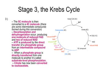 Stage 3, the Krebs Cycle
3)                                                                 Acetyl CoA (2C)
     – The 5C molecule is then                                                       CoA
     converted to a 4C molecule (there
     are some intermediate compounds
     formed during this conversion)             Oxaloacetate (4C)                          Citrate (6C)
     – Decarboxylation and
     dehydrogenation occur, producing                                                                       CO2 (1C)
     one molecule of reduced FAD reduced NAD
     and two of reduced NAD                NAD

     – ATP is produced by the direct reduced FAD
                                             FAD
                                                                                                             NAD

     transfer of a phosphate group            ATP                                                         reduced NAD
     from an intermediate compound              ADP + Pi
                                                                                     5C compound
     to ADP                                   reduced NAD
                                                         NAD
     – When a phosphate group is                               CO2 (1C)
     directly transferred from one
     molecule to another it’s called
     substrate-level phosphorylation.
      – Citrate has now been converted
     to oxaloacetate.
 