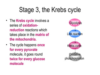 Stage 3, the Krebs cycle
• The Krebs cycle involves a
                                    Glycolysis
  series of oxidation-
  reduction reactions which
  takes place in the matrix of    Link reaction
  the mitochondria.
• The cycle happens once           Krebs cycle
  for every pyruvate
  molecule, it goes round           Oxidative
  twice for every glucose        phosphorylation
  molecule
 