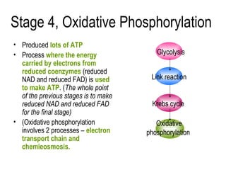 Stage 4, Oxidative Phosphorylation
• Produced lots of ATP
• Process where the energy               Glycolysis
  carried by electrons from
  reduced coenzymes (reduced
  NAD and reduced FAD) is used         Link reaction
  to make ATP. (The whole point
  of the previous stages is to make
  reduced NAD and reduced FAD           Krebs cycle
  for the final stage)
• (Oxidative phosphorylation             Oxidative
  involves 2 processes – electron     phosphorylation
  transport chain and
  chemieosmosis.
 