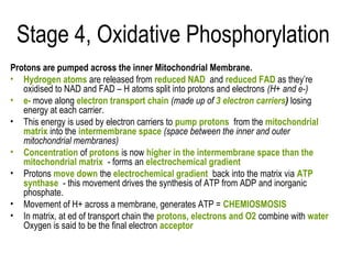 Stage 4, Oxidative Phosphorylation
Protons are pumped across the inner Mitochondrial Membrane.
• Hydrogen atoms are released from reduced NAD and reduced FAD as they’re
   oxidised to NAD and FAD – H atoms split into protons and electrons (H+ and e-)
• e- move along electron transport chain (made up of 3 electron carriers) losing
   energy at each carrier.
• This energy is used by electron carriers to pump protons from the mitochondrial
   matrix into the intermembrane space (space between the inner and outer
   mitochondrial membranes)
• Concentration of protons is now higher in the intermembrane space than the
   mitochondrial matrix - forms an electrochemical gradient
• Protons move down the electrochemical gradient back into the matrix via ATP
   synthase - this movement drives the synthesis of ATP from ADP and inorganic
   phosphate.
• Movement of H+ across a membrane, generates ATP = CHEMIOSMOSIS
• In matrix, at ed of transport chain the protons, electrons and O2 combine with water
   Oxygen is said to be the final electron acceptor
 