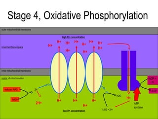 Stage 4, Oxidative Phosphorylation
outer mitochondrial membrane

                                                high H+ concentration
                                           H+      H+      H+           H+    H+
                                     H+                           H+
innermembrane space                                                           H+
                                                   H+              H+



inner mitochondrial membrane

matrix of mitochondrion                                                                                          ADP +
                                                                                                                  Pi
                                     2e-
   reduced NAD                 2H
                                                                                   2e-                            ATP
                                                                                            H2O
          NAD                                                                                     H+
                                           H+             H+             H+
                               2H+                                                                     ATP
                                                                   H+                                  syntase
                                                 low H+ concentration          ½ O2 + 2H-
 