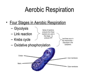 Aerobic Respiration
• Four Stages in Aerobic Respiration
  –   Glycolysis          Series of reactions;
                          products from these
  –   Link reaction      reactions are used in
                            final stage – to
                             produce ATP
  –   Krebs cycle                                Last three occur in
                                                 the mitochondria –
                                                  (Glycolysis in the
  –   Oxidative phosphorylation                      cytoplasm)




          Cristae
                                                          Inner membrane


         Matrix
                                                          Outer membrane
 
