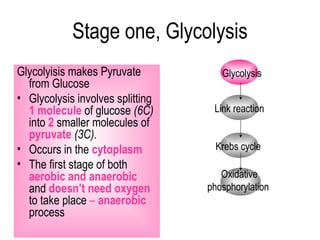 Stage one, Glycolysis
Glycolyisis makes Pyruvate           Glycolysis
  from Glucose
• Glycolysis involves splitting
  1 molecule of glucose (6C)       Link reaction
  into 2 smaller molecules of
  pyruvate (3C).
• Occurs in the cytoplasm           Krebs cycle
• The first stage of both
  aerobic and anaerobic              Oxidative
  and doesn’t need oxygen         phosphorylation
  to take place – anaerobic
  process
 