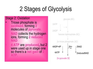 2 Stages of Glycolysis
Stage 2: Oxidation                           glucose (6C)
• Triose phosphate is            2ATP
    oxidised, forming 2
    molecules of pyruvate.       2ADP
• NAD collects the hydrogen             hexose biphosphate (6C)
    ions, forming 2 reduced
    NAD                             2x triose phosphate (3C)
• 4 ATP are produced, but 2      4ADP+4P           2H+      2NAD
    were used up in stage one
    so there’s a net gain of 2    4ATP                      2reducedNAD
    ATP.
                                    2x pyruvate 3C
 