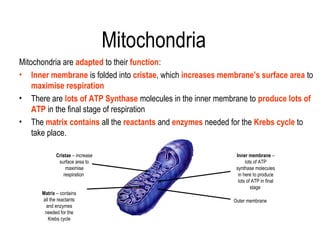 Mitochondria
Mitochondria are adapted to their function:
• Inner membrane is folded into cristae, which increases membrane’s surface area to
    maximise respiration
• There are lots of ATP Synthase molecules in the inner membrane to produce lots of
    ATP in the final stage of respiration
• The matrix contains all the reactants and enzymes needed for the Krebs cycle to
    take place.

             Cristae – increase                              Inner membrane –
              surface area to                                     lots of ATP
                  maximise                                   synthase molecules
                 respiration                                  in here to produce
                                                              lots of ATP in final
                                                                     stage
      Matrix – contains
      all the reactants                                     Outer membrane
       and enzymes
       needed for the
         Krebs cycle
 
