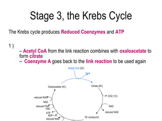 Stage 3, the Krebs Cycle
The Krebs cycle produces Reduced Coenzymes and ATP

1)
     – Acetyl CoA from the link reaction combines with oxaloacetate to
     form citrate
     – Coenzyme A goes back to the link reaction to be used again
                                              Acetyl CoA (2C)
                                                                CoA




                          Oxaloacetate (4C)                           Citrate (6C)


                                                                                       CO2 (1C)
            reduced NAD
                   NAD
             reduced FAD                                                                NAD
                      FAD
                     ATP                                                             reduced NAD
                       ADP + Pi
                                                                5C compound
                     reduced NAD
 