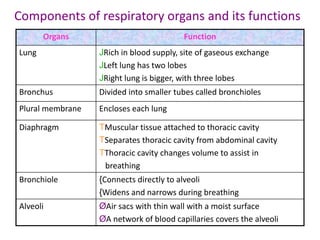 Components of respiratory organs and its functions
Organs Function
Lung JRich in blood supply, site of gaseous exchange
JLeft lung has two lobes
JRight lung is bigger, with three lobes
Bronchus Divided into smaller tubes called bronchioles
Plural membrane Encloses each lung
Diaphragm TMuscular tissue attached to thoracic cavity
TSeparates thoracic cavity from abdominal cavity
TThoracic cavity changes volume to assist in
breathing
Bronchiole {Connects directly to alveoli
{Widens and narrows during breathing
Alveoli ØAir sacs with thin wall with a moist surface
ØA network of blood capillaries covers the alveoli
 