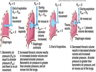 23-14
Alveolar Pressure Changes
 