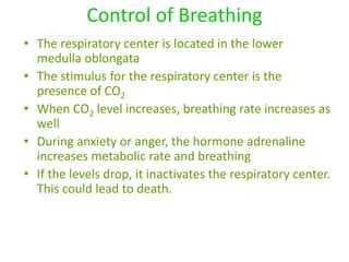 Control of Breathing
• The respiratory center is located in the lower
medulla oblongata
• The stimulus for the respiratory center is the
presence of CO2
• When CO2 level increases, breathing rate increases as
well
• During anxiety or anger, the hormone adrenaline
increases metabolic rate and breathing
• If the levels drop, it inactivates the respiratory center.
This could lead to death.
 