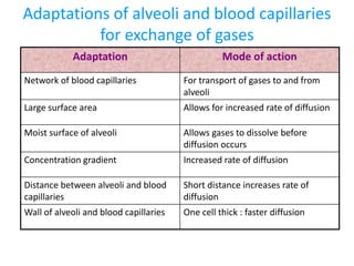 Adaptations of alveoli and blood capillaries
for exchange of gases
Adaptation Mode of action
Network of blood capillaries For transport of gases to and from
alveoli
Large surface area Allows for increased rate of diffusion
Moist surface of alveoli Allows gases to dissolve before
diffusion occurs
Concentration gradient Increased rate of diffusion
Distance between alveoli and blood
capillaries
Short distance increases rate of
diffusion
Wall of alveoli and blood capillaries One cell thick : faster diffusion
 
