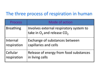 The three process of respiration in human
Process Mode of action
Breathing Involves external respiratory system to
take in O2 and release CO2
Internal
respiration
Exchange of substances between
capillaries and cells
Cellular
respiration
Release of energy from food substances
in living cells
 