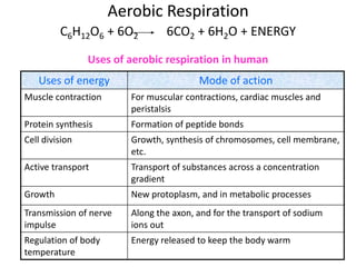 Aerobic Respiration
C6H12O6 + 6O2 6CO2 + 6H2O + ENERGY
Uses of aerobic respiration in human
Uses of energy Mode of action
Muscle contraction For muscular contractions, cardiac muscles and
peristalsis
Protein synthesis Formation of peptide bonds
Cell division Growth, synthesis of chromosomes, cell membrane,
etc.
Active transport Transport of substances across a concentration
gradient
Growth New protoplasm, and in metabolic processes
Transmission of nerve
impulse
Along the axon, and for the transport of sodium
ions out
Regulation of body
temperature
Energy released to keep the body warm
 