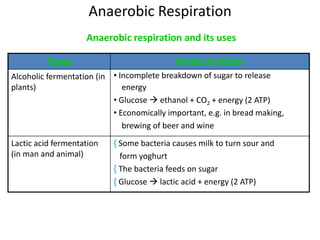 Anaerobic Respiration
Anaerobic respiration and its uses
Types Mode of action
Alcoholic fermentation (in
plants)
• Incomplete breakdown of sugar to release
energy
• Glucose  ethanol + CO2 + energy (2 ATP)
• Economically important, e.g. in bread making,
brewing of beer and wine
Lactic acid fermentation
(in man and animal)
{ Some bacteria causes milk to turn sour and
form yoghurt
{ The bacteria feeds on sugar
{ Glucose  lactic acid + energy (2 ATP)
 