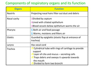 Components of respiratory organs and its function
Organs Function
Nostrils Projecting nasal hairs filter out dust and debris
Nasal cavity üDivided by septum
üLined with ciliated epithelium
üBlood vessels below epithelium warms the air
Pharynx § Both air and food passage
§ Warms, moistens and filters air
Glottis Guarded by epiglottis (elastic flap at entrance of
trachea)
Larynx Has vocal cord
Trachea ÆCylindrical tube with rings of cartilage to provide
support
ÆLayer of cilia and mucus – secreting cells
ÆTraps debris and sweeps it upwards towards
the mouth
ÆDivided to form two bronchi
 