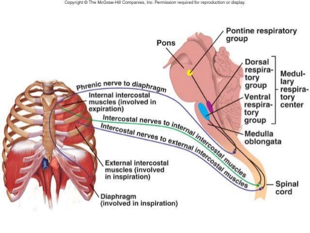 Respiration IGCSE