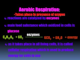 Aerobic Respiration:
•Takes place in presence of oxygen
reactions are catalyzed by enzymes
main food substance which oxidized in cells is
glucose
C6H12O6 + 6O2
enzymes
6CO2 + 6H2O + energy
as it takes place in all living cells, it is called
cellular respiration which is used to produce
energy for cells to use
 