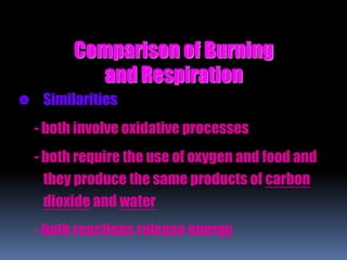 Comparison of Burning
and Respiration
 Similarities
- both involve oxidative processes
- both require the use of oxygen and food and
they produce the same products of carbon
dioxide and water
- both reactions release energy
 