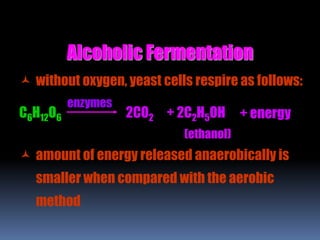 Alcoholic Fermentation
 without oxygen, yeast cells respire as follows:
C6H12O6 + energy+ 2C2H5OH
(ethanol)
2CO2
enzymes
 amount of energy released anaerobically is
smaller when compared with the aerobic
method
 