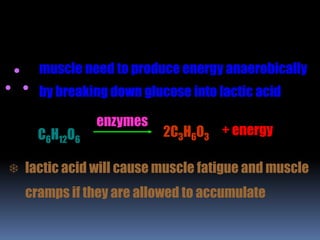  lactic acid will cause muscle fatigue and muscle
cramps if they are allowed to accumulate
C6H12O6
2C3H6O3
+ energy
enzymes
muscle need to produce energy anaerobically
by breaking down glucose into lactic acid
 