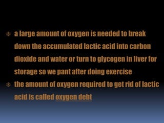  a large amount of oxygen is needed to break
down the accumulated lactic acid into carbon
dioxide and water or turn to glycogen in liver for
storage so we pant after doing exercise
 the amount of oxygen required to get rid of lactic
acid is called oxygen debt
 