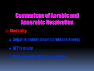 Comparison of Aerobic and
Anaerobic Respiration
 Similarity
 Sugar is broken down to release energy
 ATP is made
 Both are controlled by enzymes
 