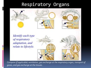 Respiratory Organs
Identify each type
of respiratory
adaptation, and
relate to lifestyle.
Compare (if applicable) ventilation, gas exchange at the respiratory organ, transport of
gases, and gas exchange at the tissues.
 