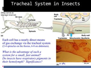 Tracheal System in Insects
Each cell has a nearly direct means
of gas exchange via the tracheal system
(2-4 spiracles on the thorax, 6-8 on abdomen).
What is the advantage of such a
system for a small, fast animal?
Do insects have respiratory pigments in
their hemolymph? Significance?
p. 984
(May serve as
storage reserve)
 
