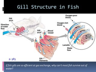 Gill Structure in Fish
p. 983
If fish gills are so efficient at gas exchange, why can’t most fish survive out of
water?
 