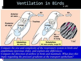 Ventilation in Birds
Compare the size and complexity of the respiratory system in birds and
amphibians (previous slide), and explain any differences.
Compare the direction of airflow in birds and mammals. What does this
imply regarding the pressure gradients at the transport epithelium?
p. 987
 
