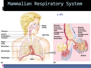 Mammalian Respiratory System
p. 985
 