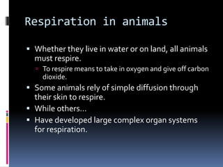 Respiration in animals
 Whether they live in water or on land, all animals
must respire.
 To respire means to take in oxygen and give off carbon
dioxide.
 Some animals rely of simple diffusion through
their skin to respire.
 While others…
 Have developed large complex organ systems
for respiration.
 