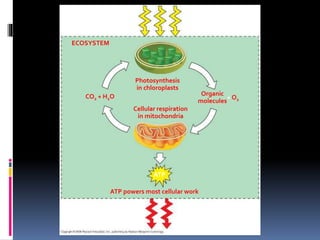 Light
energy
ECOSYSTEM
Photosynthesis
in chloroplasts
CO2 + H2O
Cellular respiration
in mitochondria
Organic
molecules
+ O2
ATP powers most cellular work
Heat
energy
ATP
 