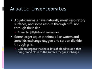 Aquatic invertebrates
 Aquatic animals have naturally moist respiratory
surfaces, and some respire through diffusion
through their skin.
 Example: jellyfish and anemones
 Some larger aquatic animals like worms and
annelids exchange oxygen and carbon dioxide
through gills.
 Gills are organs that have lots of blood vessels that
bring blood close to the surface for gas exchange.
 