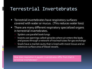 Terrestrial Invertebrates
 Terrestrial invertebrates have respiratory surfaces
covered with water or mucus. (This reduces water loss)
 There are many different respiratory specialized organs
in terrestrial invertebrates.
 Spiders use parallel book lungs
 Insects use openings called spiracles where air enters the body
and passes through a network of tracheal tubes for gas exchange
 Snails have a mantel cavity that is lined with moist tissue and an
extensive surface area of blood vessels.
How does respiration in aquatic invertebrates differ from that in
terrestrial invertebrates?
 