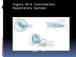 Section 29-2
Mollusk
Insect
Spider
Gill
Siphons
Movement of water
Book
lung
Airflow
Tracheal
tubes
Spiracles
Figure 29–9 Invertebrate
Respiratory Systems
 