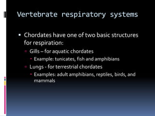 Vertebrate respiratory systems
 Chordates have one of two basic structures
for respiration:
 Gills – for aquatic chordates
 Example: tunicates, fish and amphibians
 Lungs - for terrestrial chordates
 Examples: adult amphibians, reptiles, birds, and
mammals
 