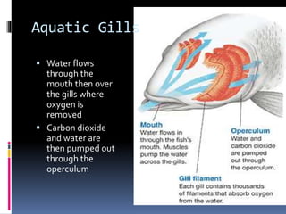 Aquatic Gills
 Water flows
through the
mouth then over
the gills where
oxygen is
removed
 Carbon dioxide
and water are
then pumped out
through the
operculum
 