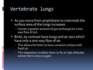 Vertebrate lungs
 As you move from amphibians to mammals the
surface area of the lungs increases
 Insures a greater amount of gas exchange (or a two
way flow of air).
 Birds, by contrast have lungs and air sacs which
have only a one-way flow of air.
 This allows for them to have constant contact with
fresh air.
 This adaptation enables them to fly at high altitudes
where there is less oxygen.
 